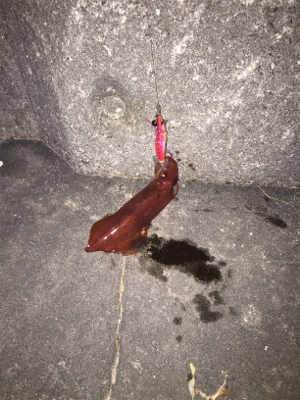 ケンサキ調査でつれちゃった