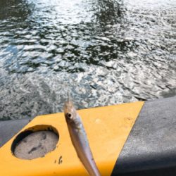 よーやくまとまった釣果キス