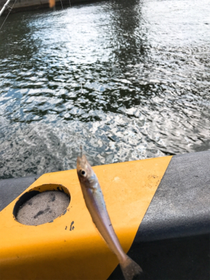 よーやくまとまった釣果キス