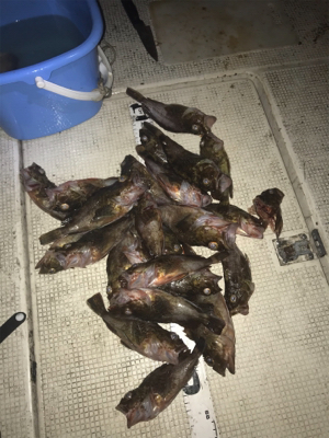 真夏の名港ボート