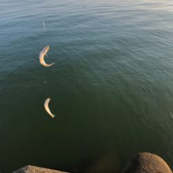 ちょい投げと泳がせ釣り