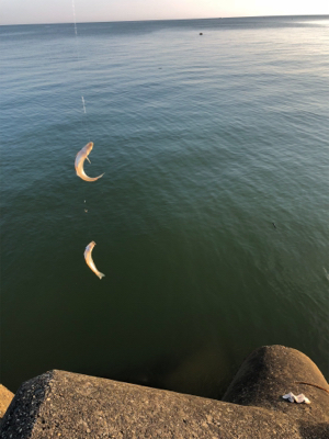 ちょい投げと泳がせ釣り