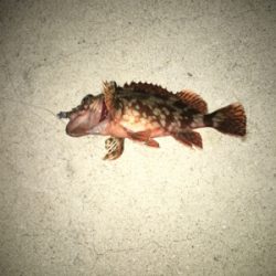 親父たちの釣行 第6弾