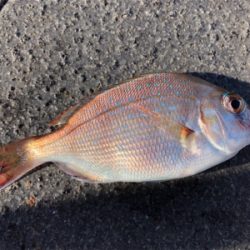 ゆうまづめ前のサビキ釣果♪