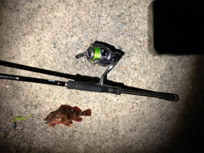 ガシラのあたり多し！