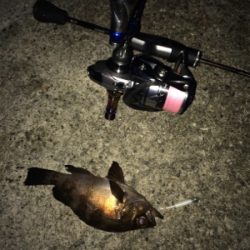 アジを求めて初大阪釣行へ