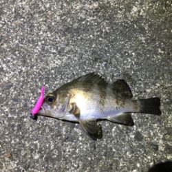 アジングのはずが・・・