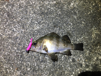 アジングのはずが・・・