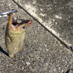 モンスターハント！！！！