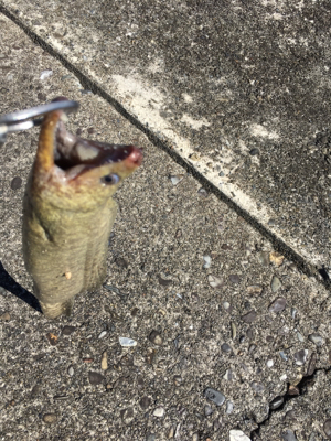 モンスターハント！！！！