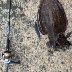 夏イカエギング