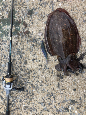 夏イカエギング