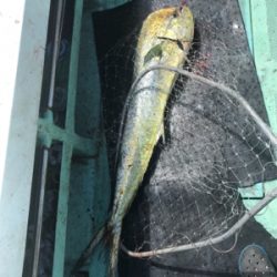 キハダ キャスティング ジギング