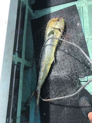 キハダ キャスティング ジギング