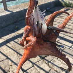 ちょっとだけ遠征も？