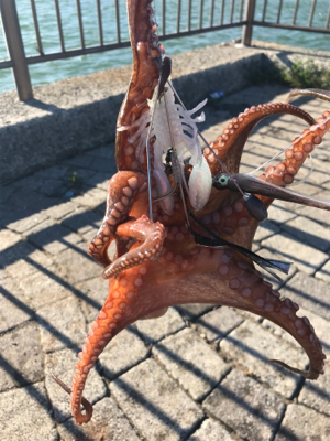 ちょっとだけ遠征も？