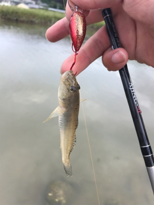 さくっとハゼクラ