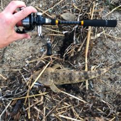 フラットフィッシュ狙い