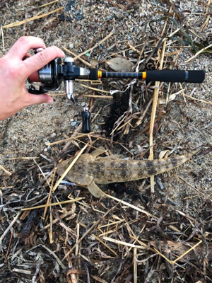 フラットフィッシュ狙い