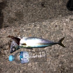 久しぶりに釣行！！サバ釣り