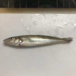 マイクロジグサビキ