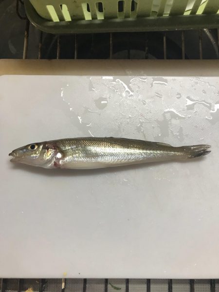 マイクロジグサビキ