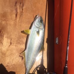 久々にヒラマサ！