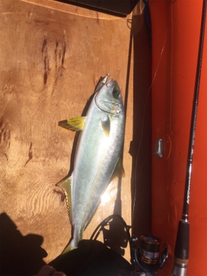 久々にヒラマサ！