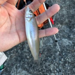 未だに大キス狙い