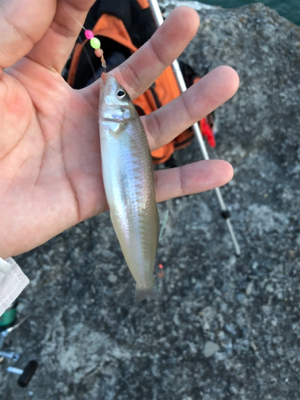 未だに大キス狙い