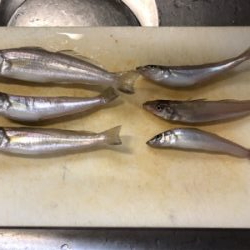 吉野川河口釣り