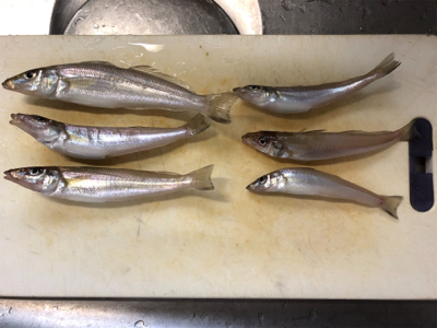 吉野川河口釣り