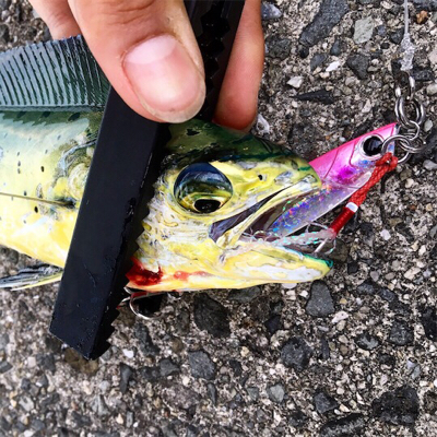 久し青物でもシイラ