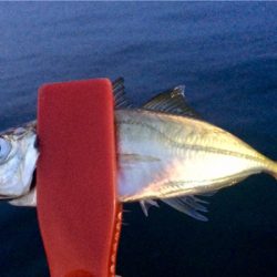 アジングのち大物1人