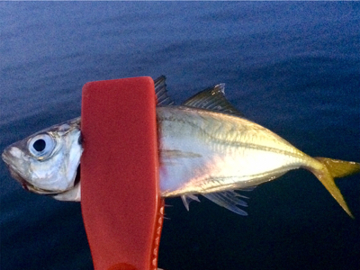 アジングのち大物1人