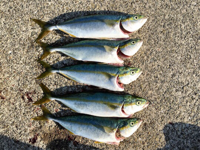 ショアジギリベンジ