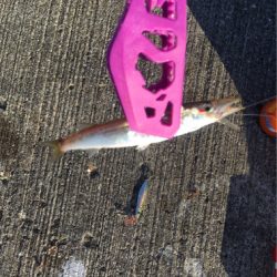 ジグサビキ&フロートアジング