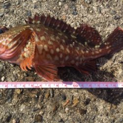 まぁまぁ釣れました