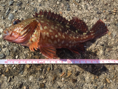 まぁまぁ釣れました