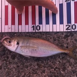 なかなかのアジ