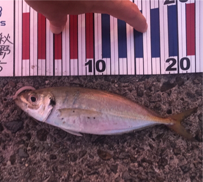 なかなかのアジ