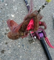 今朝は涼しかったよー