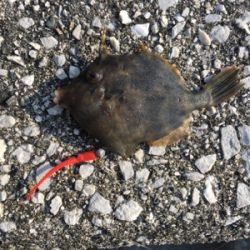 西日本豪雨災害後