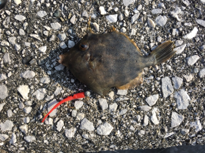 西日本豪雨災害後