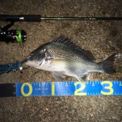 淀川ブリームゲーム エアーノット地獄