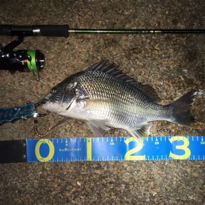 淀川ブリームゲーム エアーノット地獄