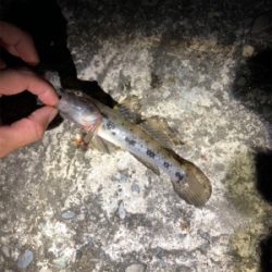 粘りの大キス狙い