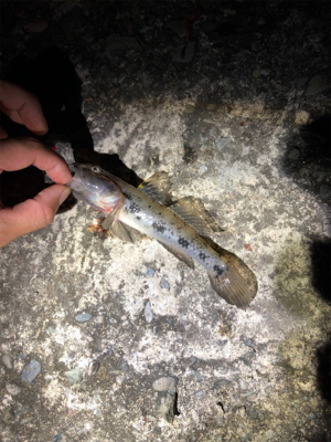 粘りの大キス狙い