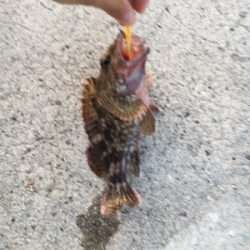 早朝ガシリング