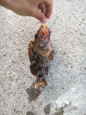 早朝ガシリング